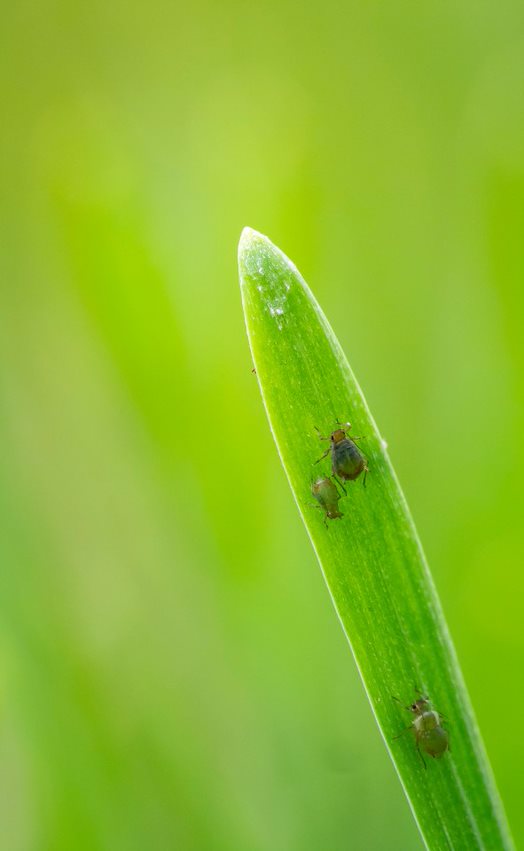 Three aphids on a leaf. 