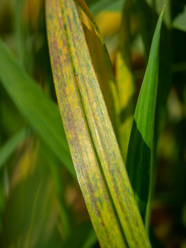 Close up of wheat streaks. 