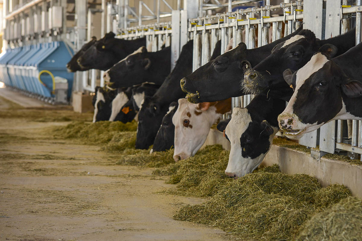 Animal Production And Health Oklahoma State University