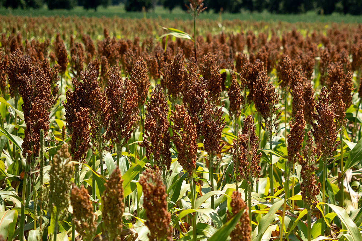 Plant Production and Health | Oklahoma State University