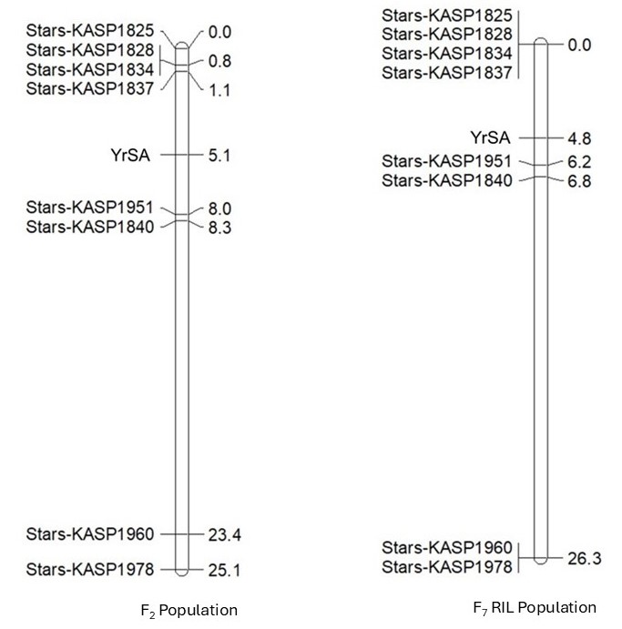 A linkage map comparing the F2 population and F7 RIL population.