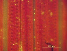 A leaf epidermal surface.