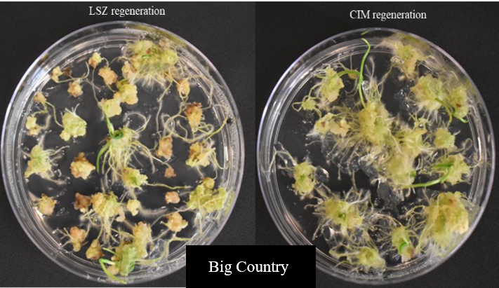A comparison of two samples in a petri dish of LSZ regeneration and CIM regeneration for Big Country.