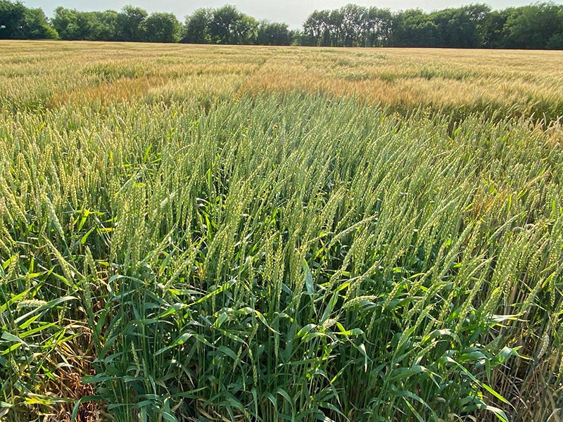 A green and yellow wheat field with a tree line in the back of the field.