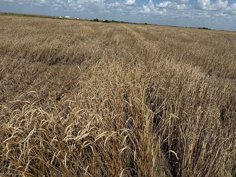 A wheat field with golden,brown wheat pieces on a cloudy day.