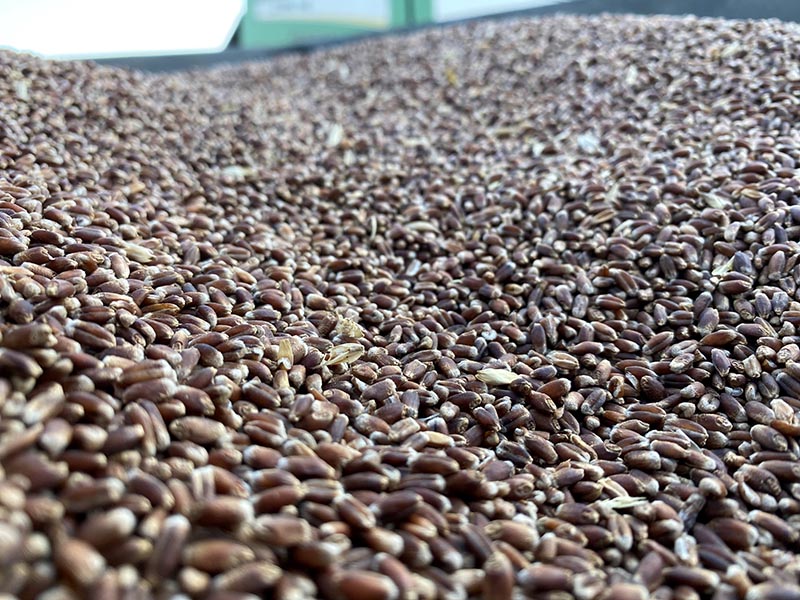 A tub is filled to the top with seeds.