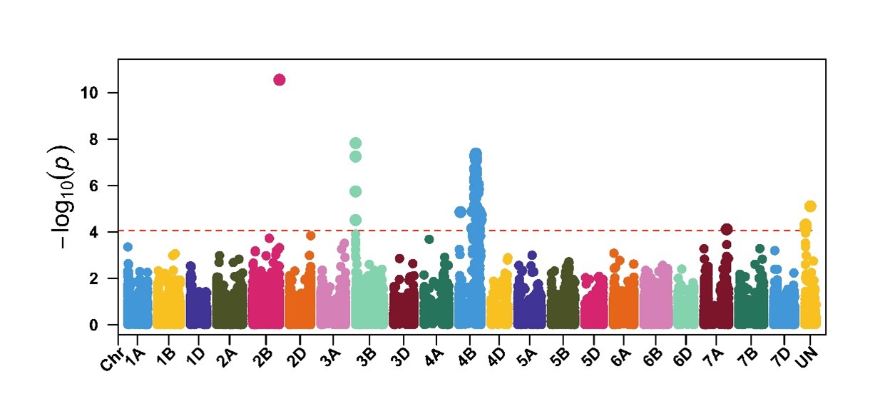 A plot chart showing genome-wide association results across chromosomes 1A–7D and UN.