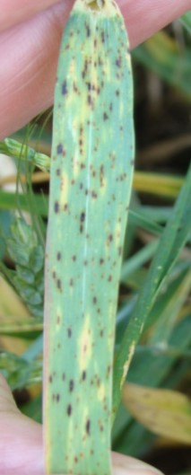 A close-up of a leave with spot blotches.
