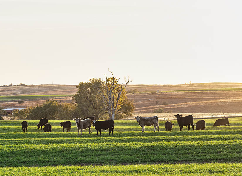 Cattle in a field at sunset