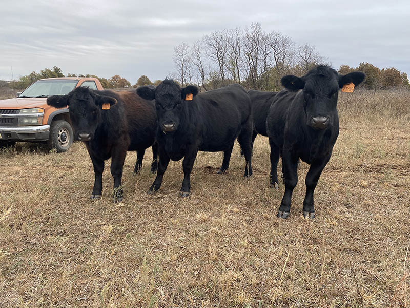 2022nov-heifersale.jpg The black heifer cows in a pasture