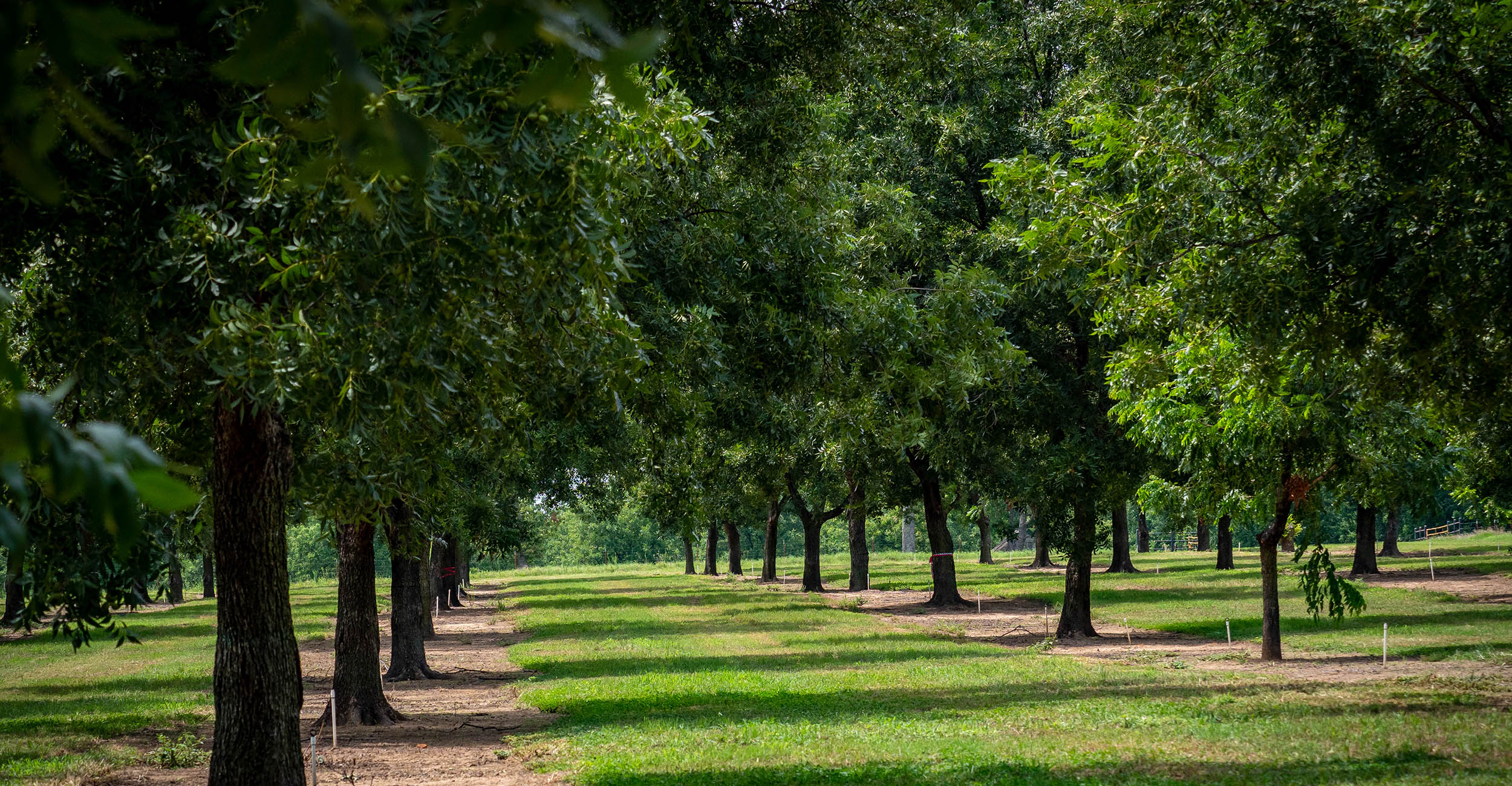 Pecan orchard at Cimarron Valley Research Station