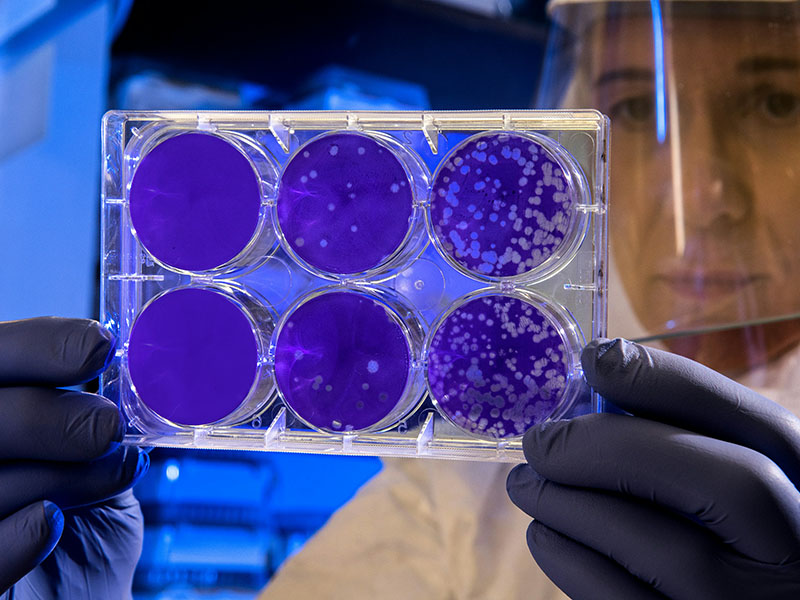 One man holding six petri dishes with purple liquid.