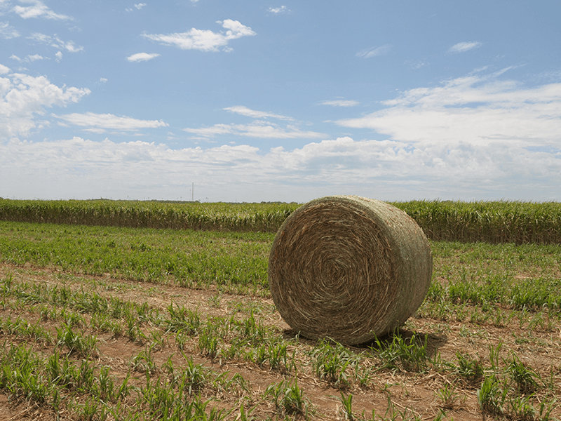 Round sorghum bale in sorghum field. Round sorghum bale in sorghum field.