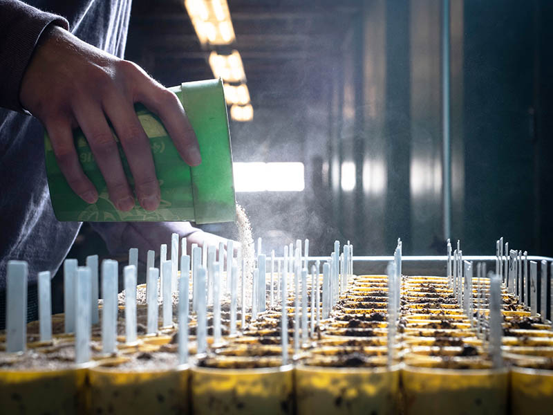 A hand with a cup pouring seeds into small planting cups.