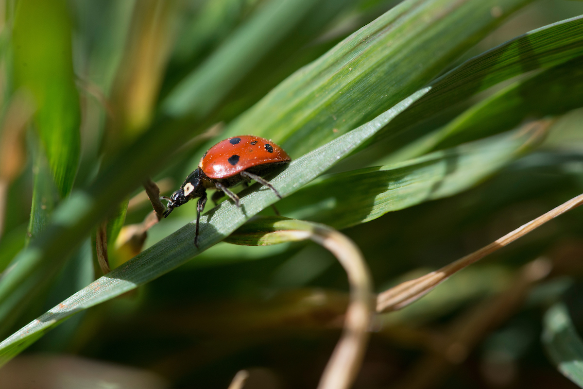 A lady bug on a piece of wheat. A lady bug on a piece of wheat.