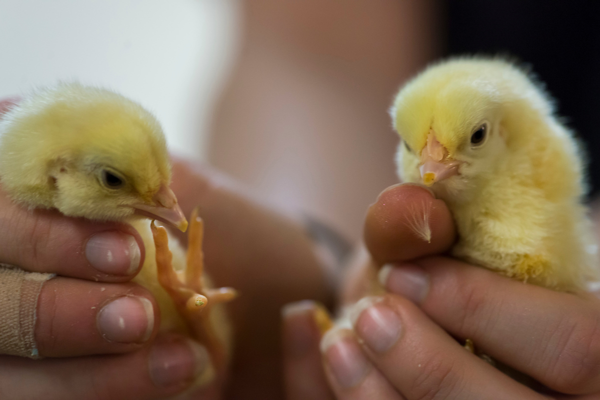 Baby chicks being held in hands.