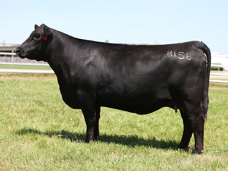 A cow from the purebred sale.