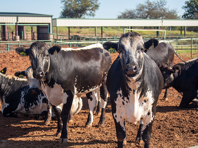 Black and white cattle at the Willard Sparks Beef Center.