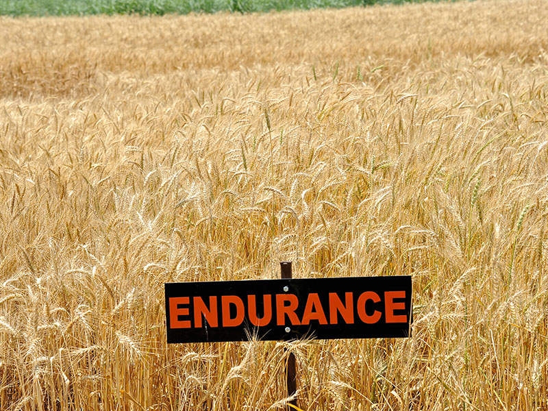 A wheat field with a sign which says A wheat field with a sign which says