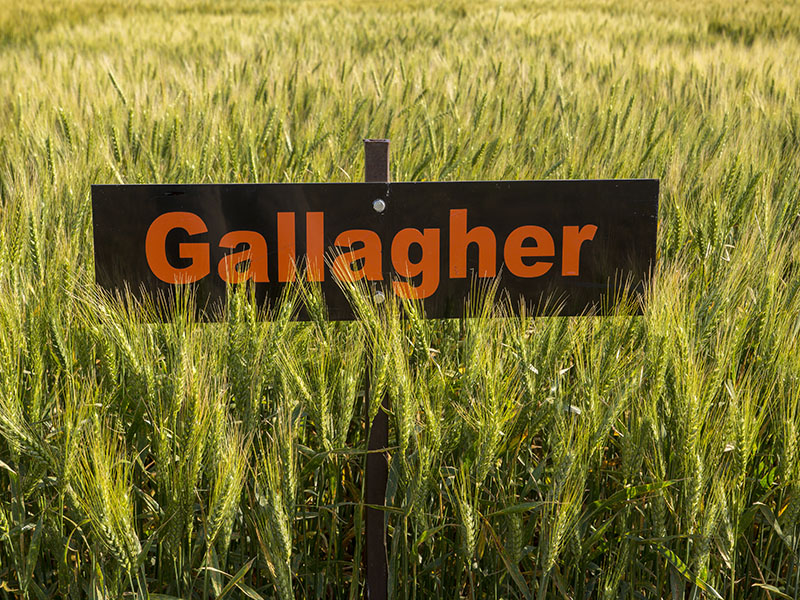 A black and orange sign standing in a field of Gallagher wheat. A black and orange sign standing in a field of Gallagher wheat.
