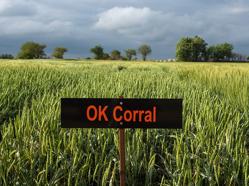 A field of OK Corral wheat. A field of OK Corral wheat.