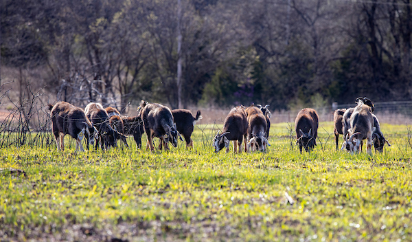 A group of goats grazing in the field.