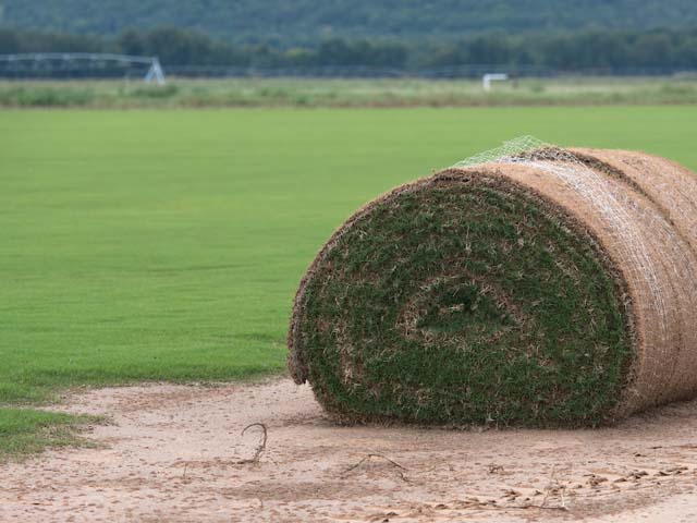 A field of grass and a roll of sod. A field of grass and a roll of sod.