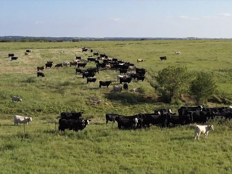 Cotton Byproducts and Grazing Cows