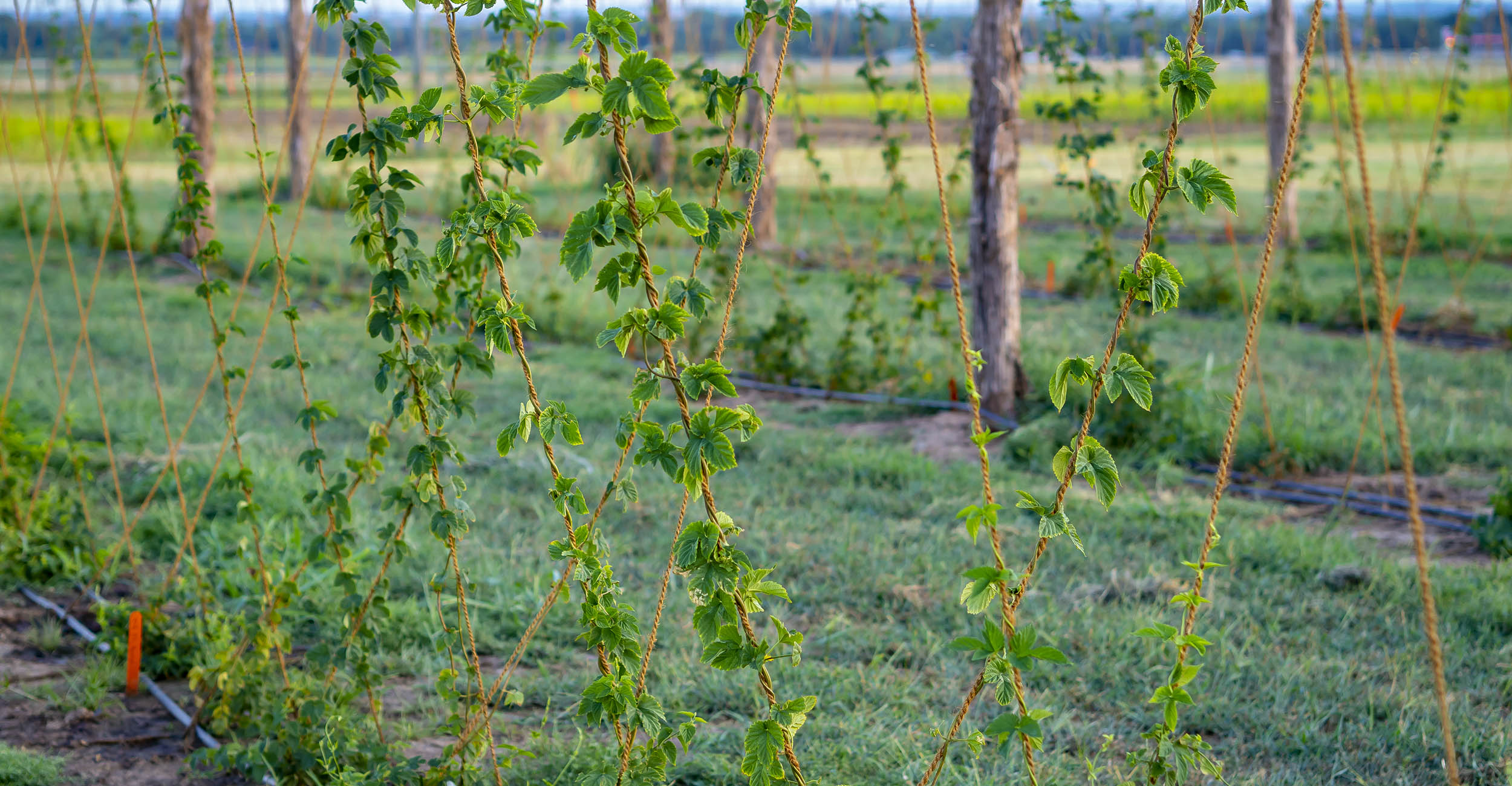 Hops vines