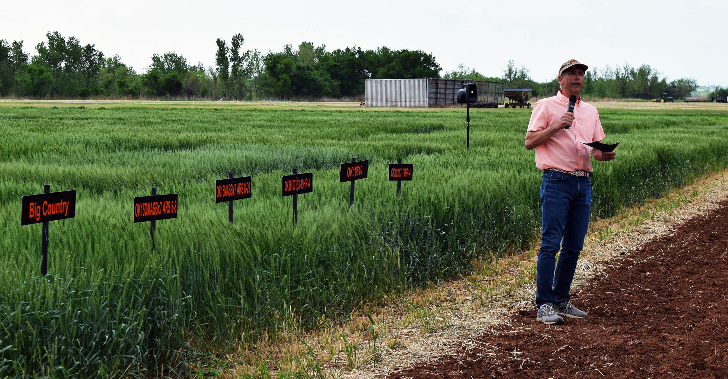 Brett Carver, Oklahoma State University wheat genetics chair, stands in a wheat field talking to producers about the potential of the OSU wheat variety OK18510 at the Chickasha Wheat Field Day in 2022. 