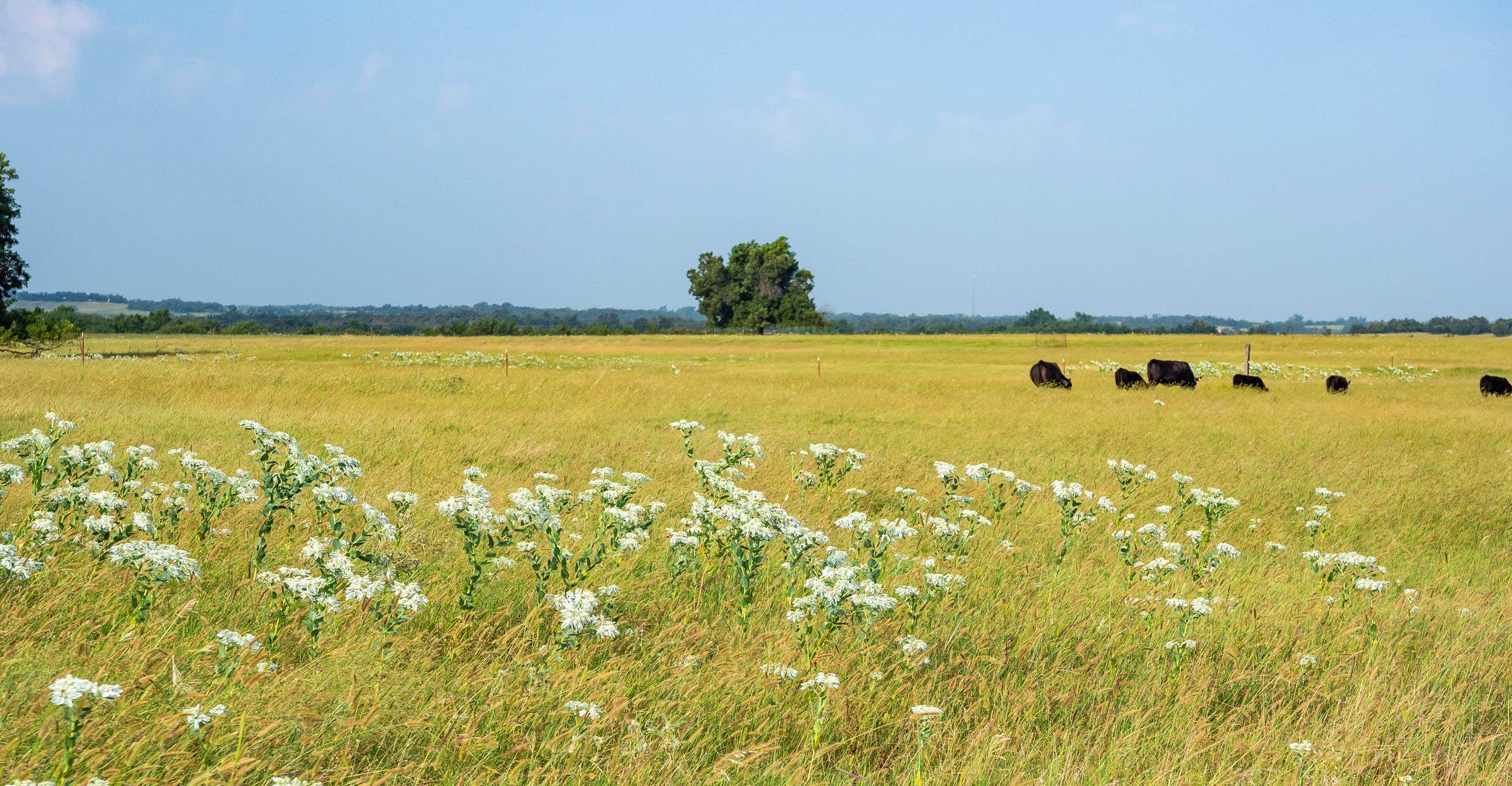 Cattle in an open field.