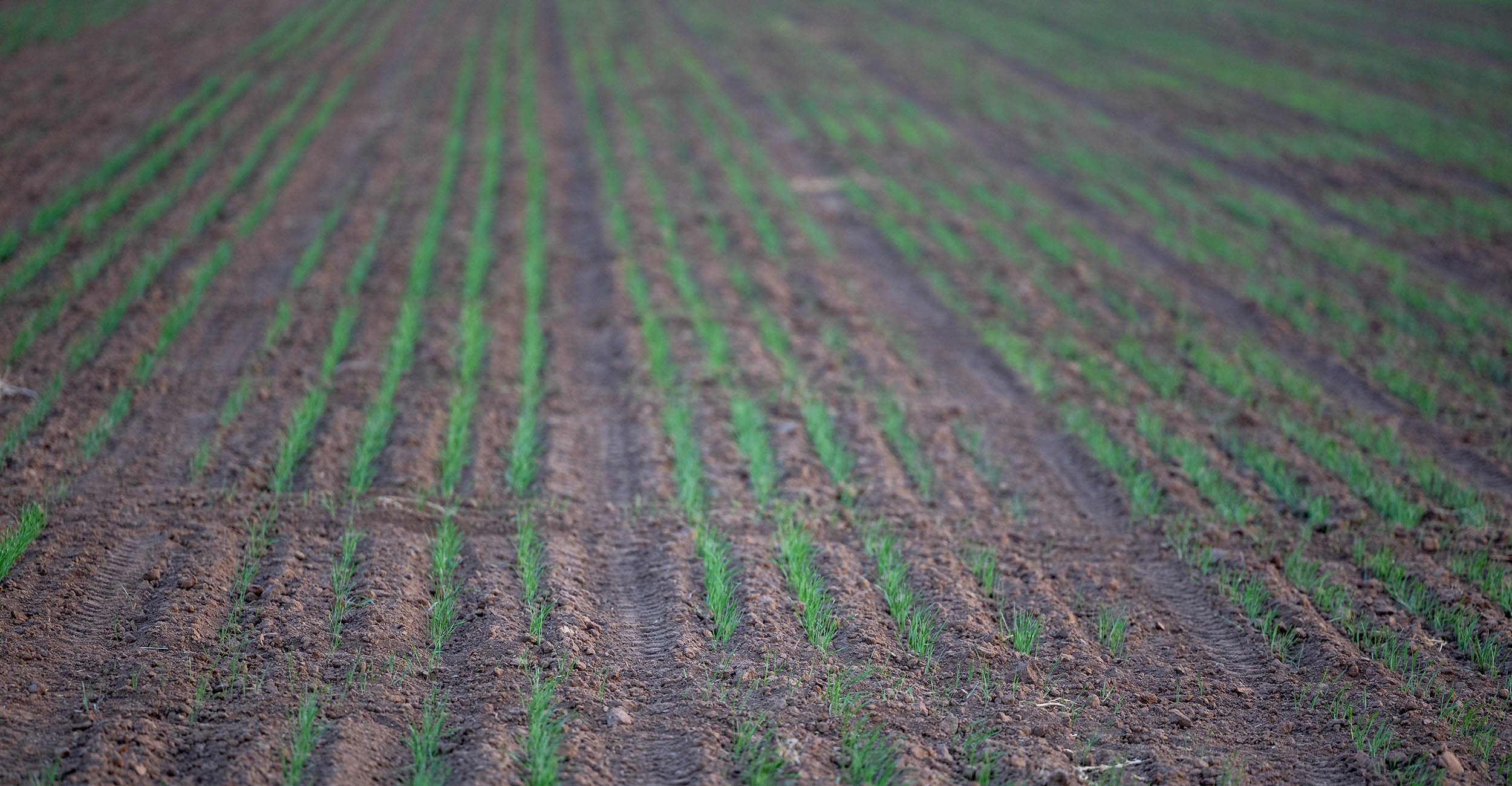 Winter wheat sprouting in an open field.
