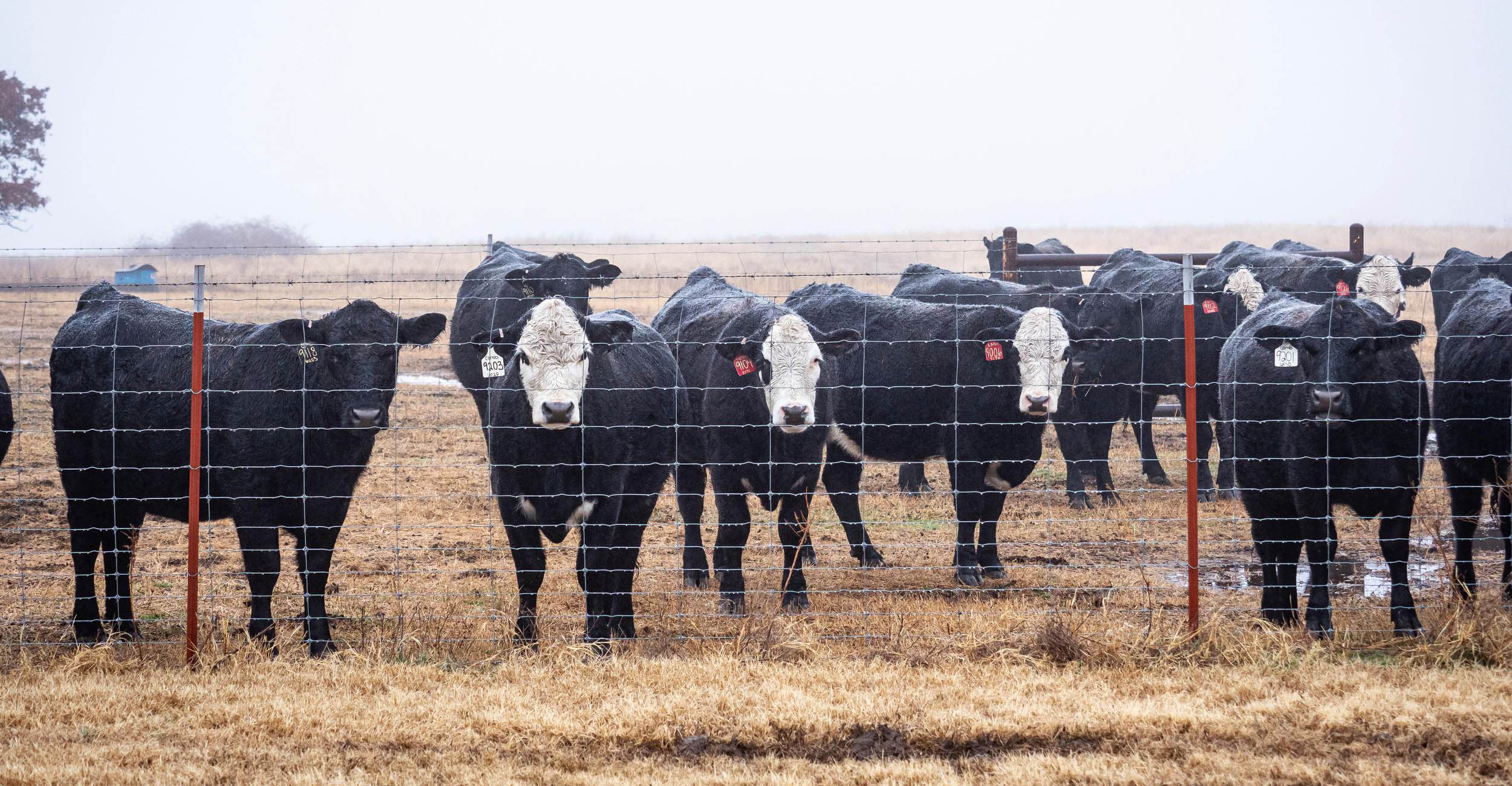 Cattle standing in a field behind a fence.