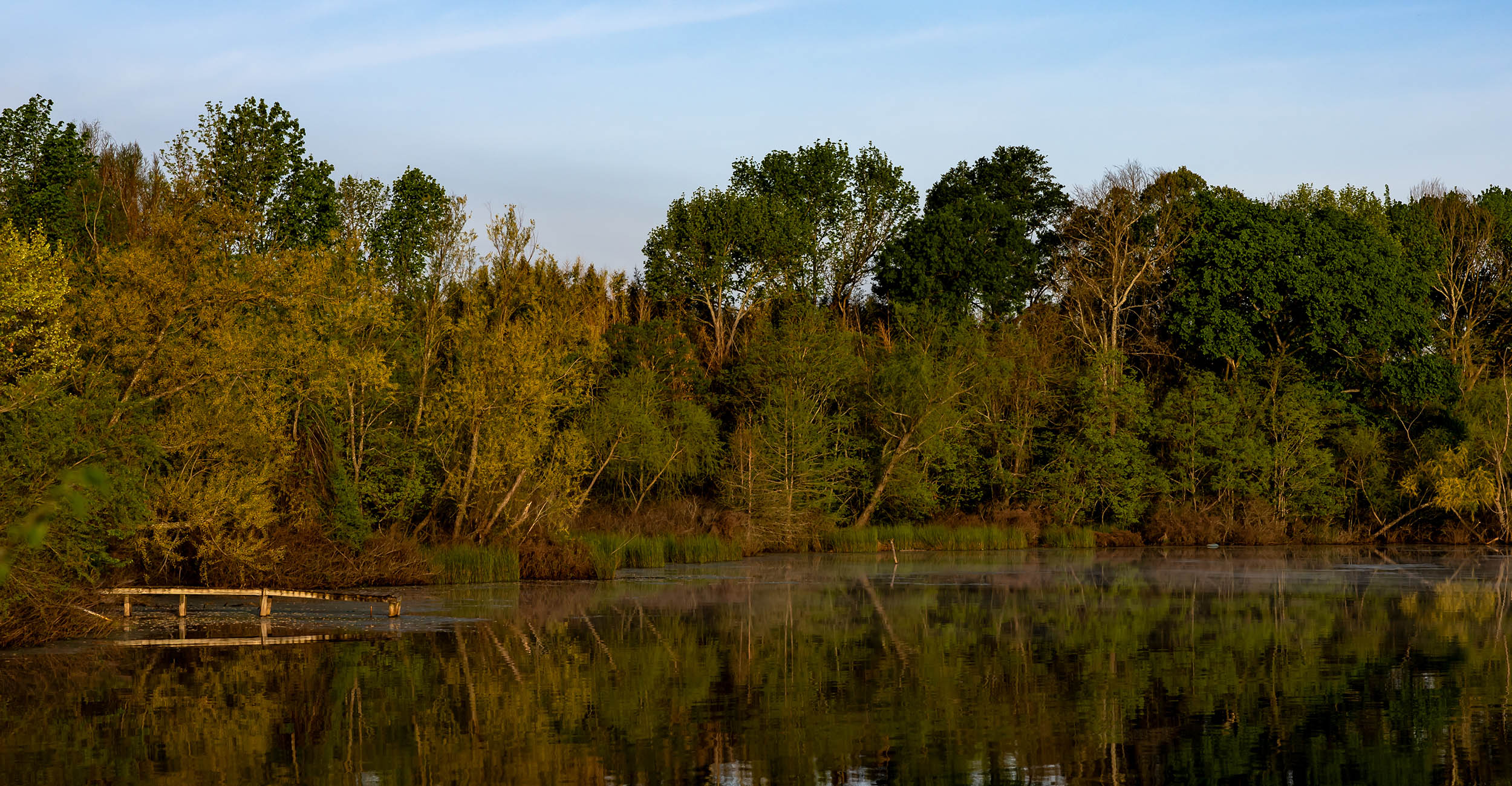 2024-billionton-report-banner.jpg Forest trees across a lake