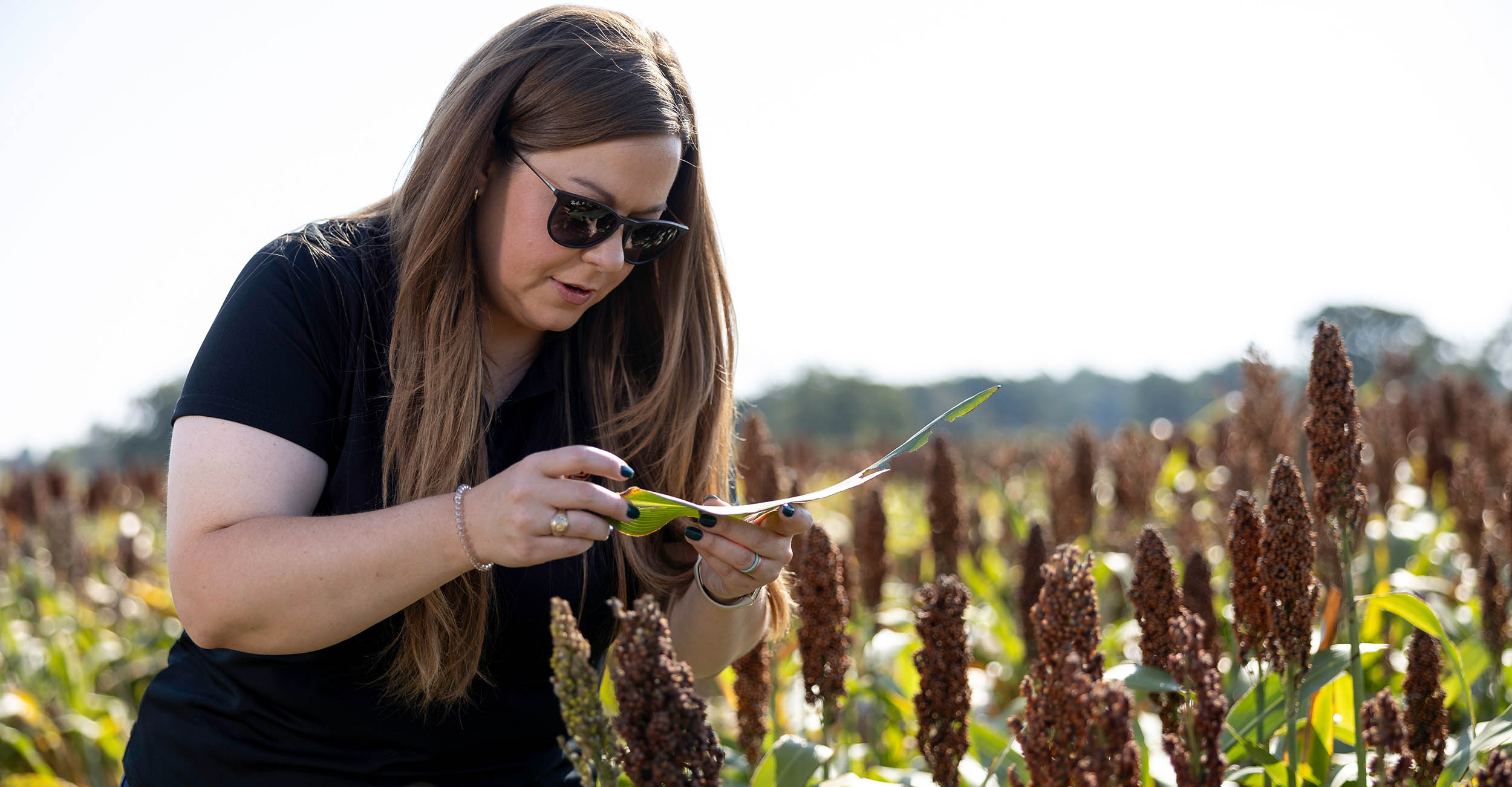 2024-ipm-profile-banner.jpg OSU IPM Coordinator Ashleigh Faris is standing in a sorghum field looking at aphids on a leaf.