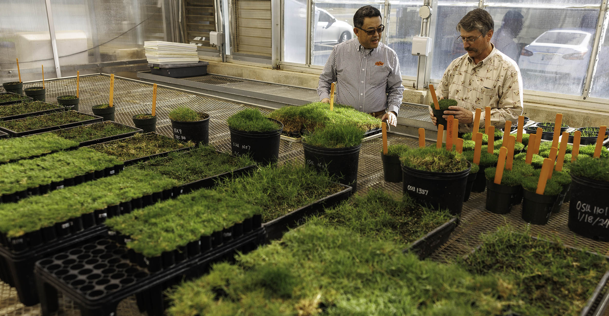 Dr. Wu and Dr. Martin looking at buckets of turfgrass in a research greenhouse.