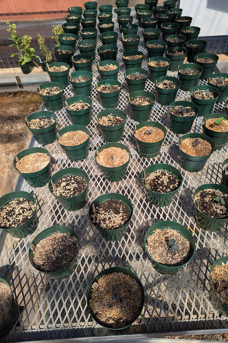 soil pots for seedling plants