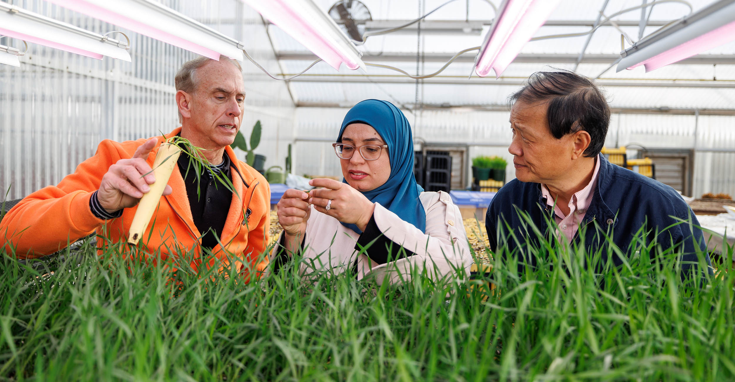 Brett Carver, Meriem Aoun and Liuling Yan looking at wheat variety saplings in a greenhouse.