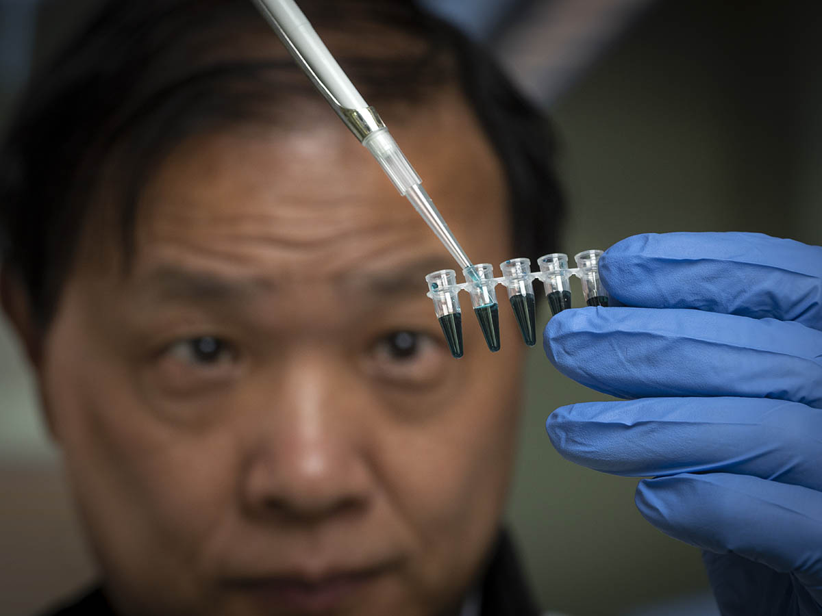 Liuling Yan researches wheat genetics in his lab