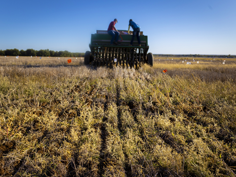 Two people on a tractor, harvesting a field. Two people on a tractor, harvesting a field.