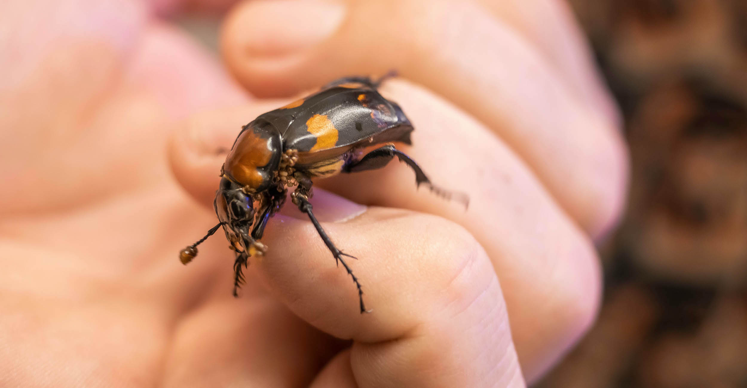 The American burying beetle