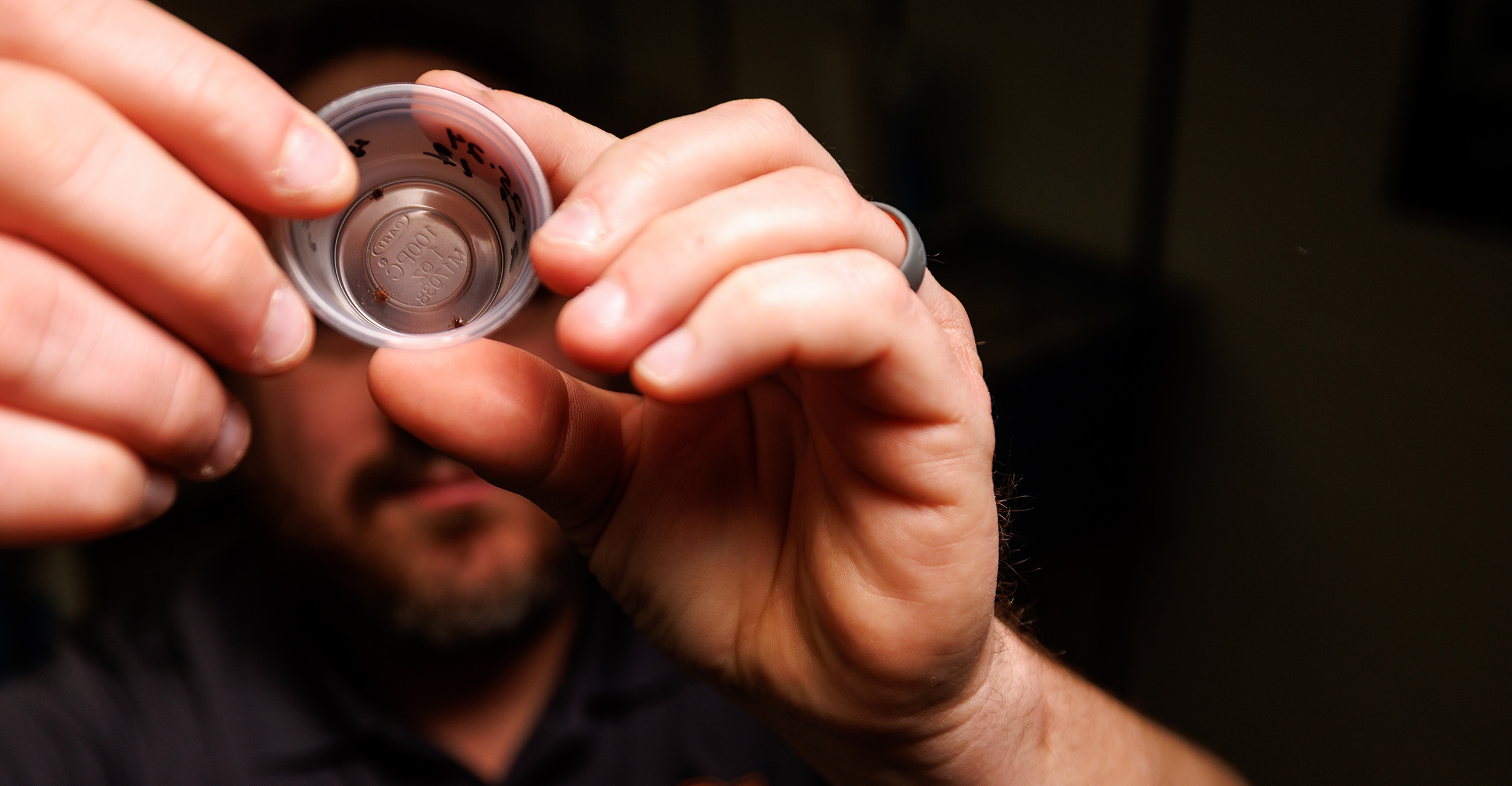 Jonathan Cammack looks at Asian longhorned tick samples in a cup. The cup is in the foreground with Cammack's face hidden in the background.