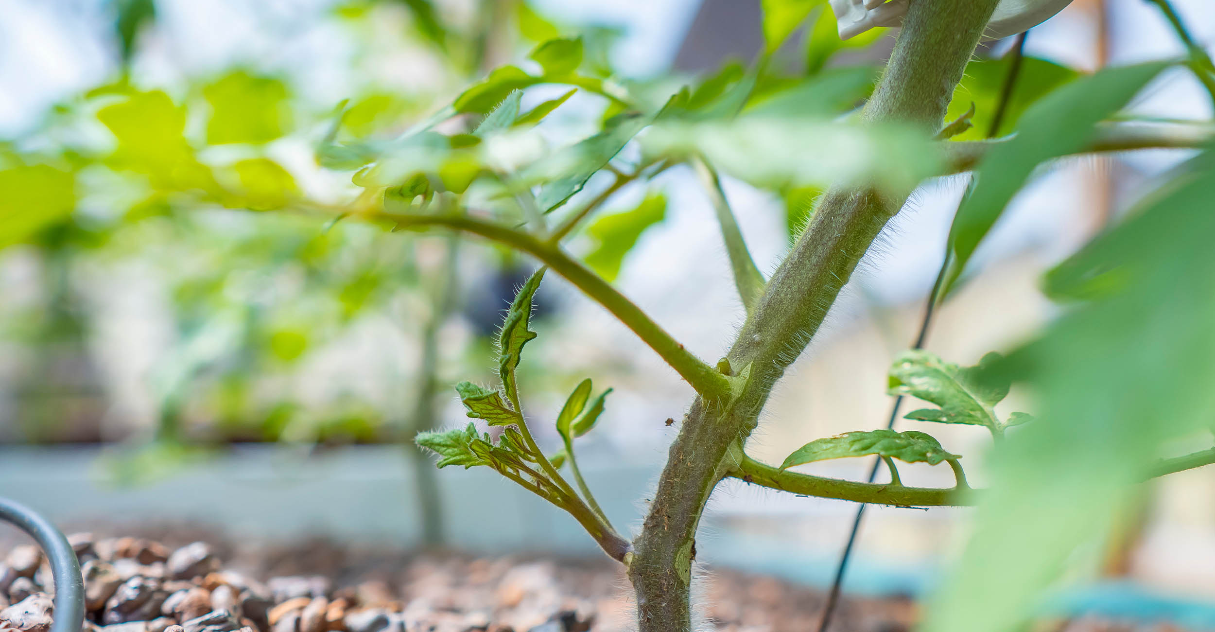 A stem of a grafted vegetable plant 
