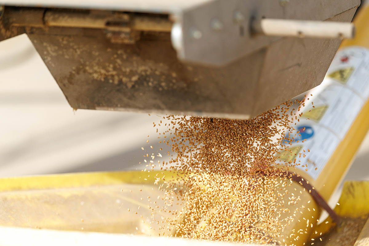Wheat seeds falling out of a machine Wheat seeds falling out of a machine