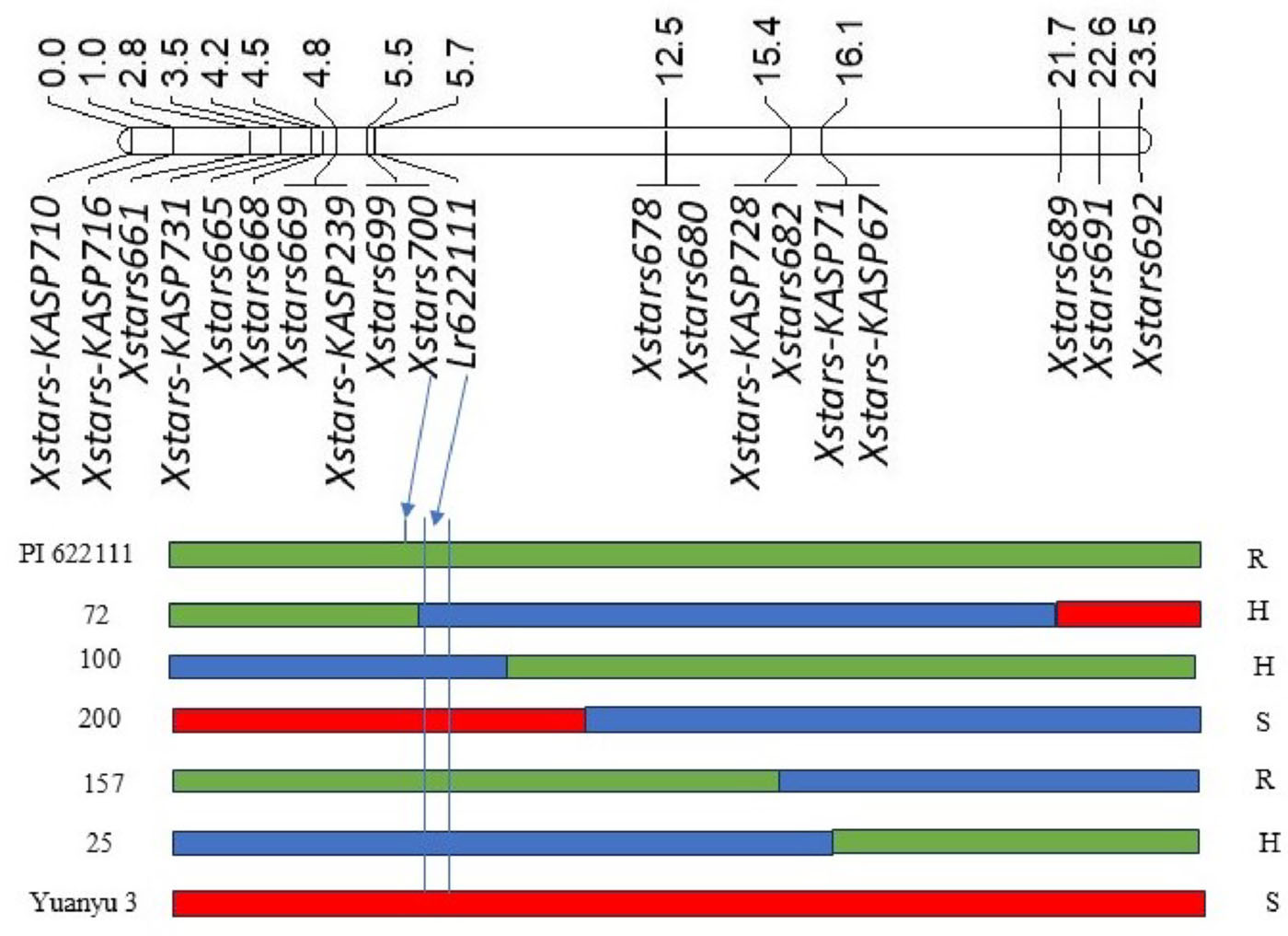 A linkage map showing the genetic analysis for PI 62211 and Yuanyu 3.