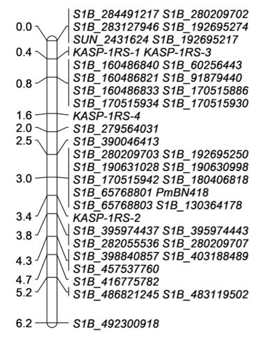 Part of a linkage map of chromosome 1B containing PmBN418, a new gene for resistance to powdery mildew, on a wheat–rye 1BL.1RS translocation.