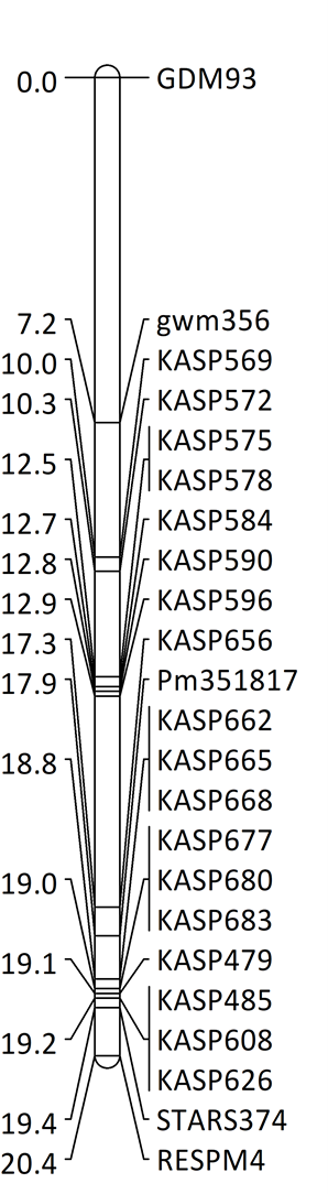 A linkage map containing Pm351817. Molecular markers are shown on the right side of the linkage map, and genetic distances in cM are on the left side. 