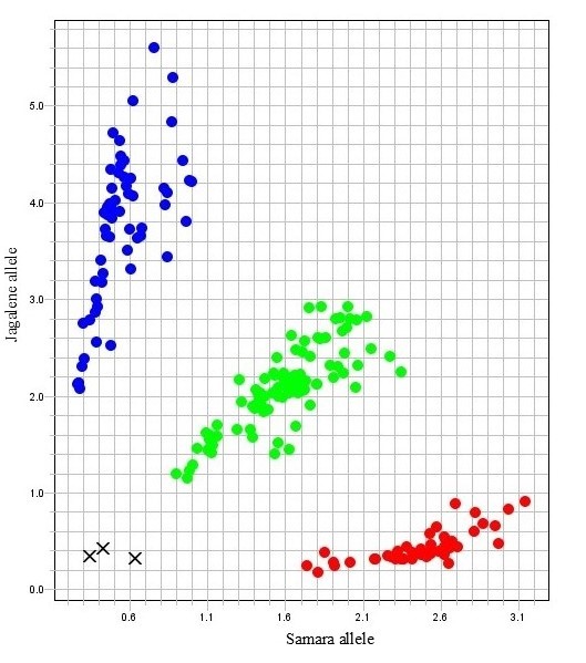 A graph plot showing blue, green and red dots on the Samara, Jagalene and heterozygous planes.