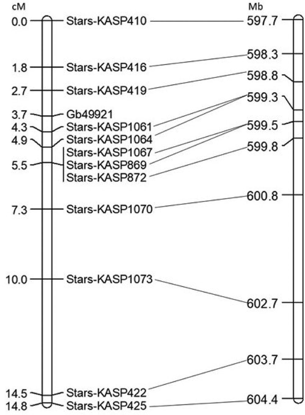 A genetic scale representing on the left from 14.8 on the bottom to 0.0 on top in cM. On the right is the physical scale from 597.7 Mb on top to 604.4 Mb on the bottom. A list of Stars-KASP markers in the center.