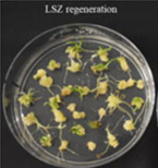 LSZ regeneration for Baker's Ann. LSZ regeneration for Baker's Ann.